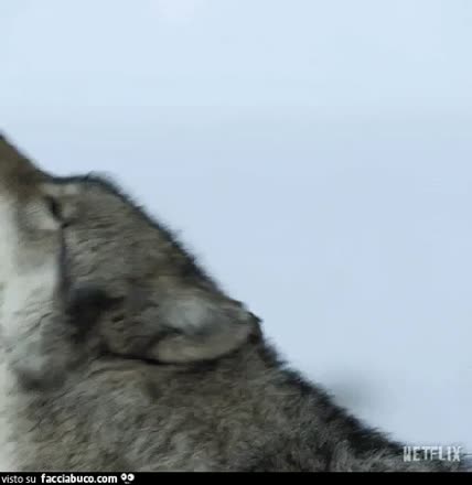 gif animata