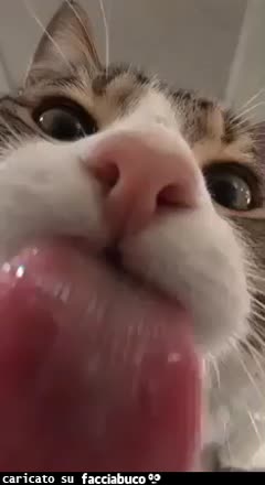 gif animata