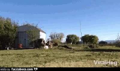 gif animata