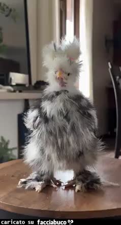 Gif Animata