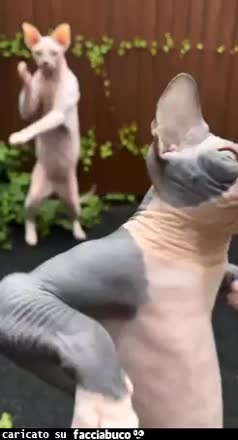 Gif Animata