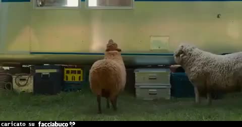 Gif Animata