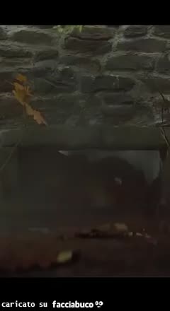 gif animata