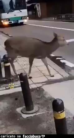 Gif Animata