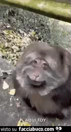 gif animata