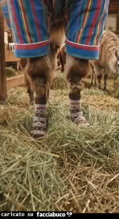 Gif Animata