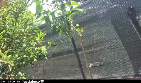 Gif Animata
