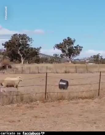 gif animata