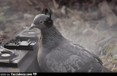 gif animata