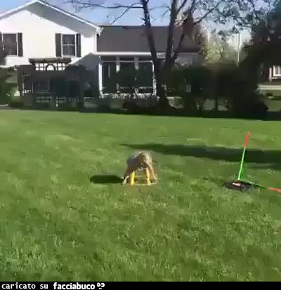 Gif Animata