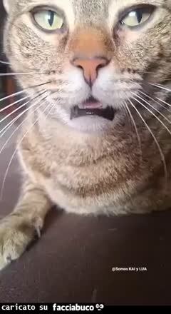 gif animata