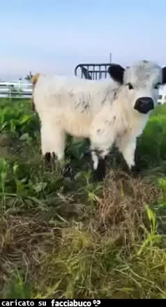Gif Animata