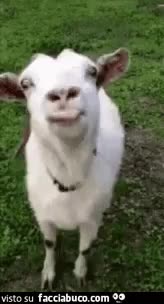 gif animata