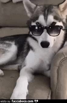 gif animata