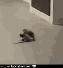 gif animata
