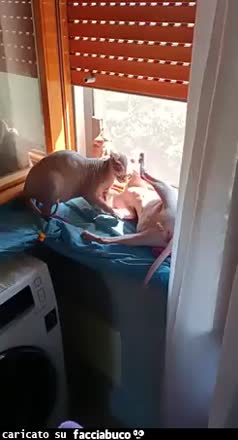 Gif Animata