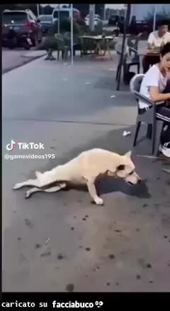 Gif Animata