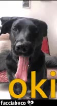 gif animata