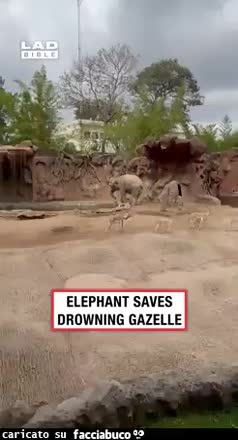 Gif Animata