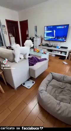 gif animata