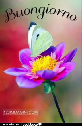 Gif Animata