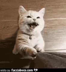 gif animata