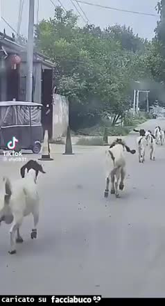 gif animata