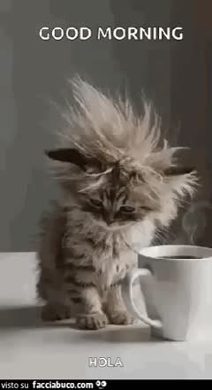 gif animata