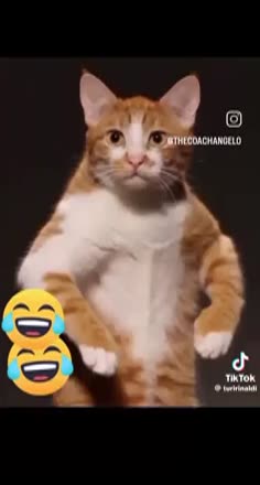 gif animata