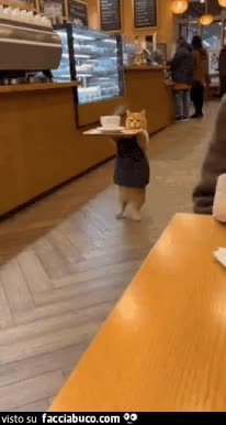 gif animata