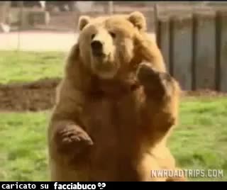 Gif Animata