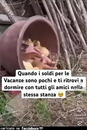 Gif Animata