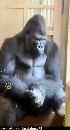 Gif Animata