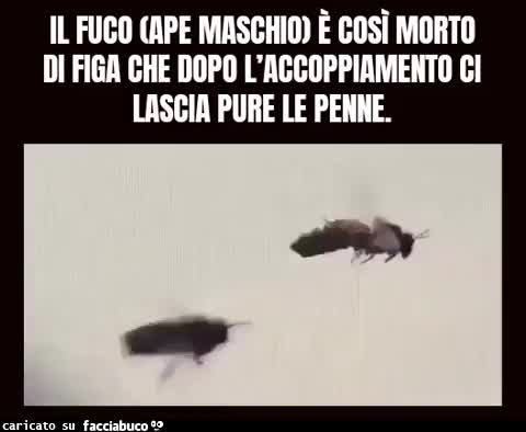 Il fuco ape maschio è così morto di figa che dopo l'accoppiamento ci lascia pure le penne