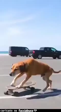Gif Animata