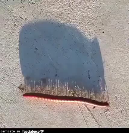 Gif Animata