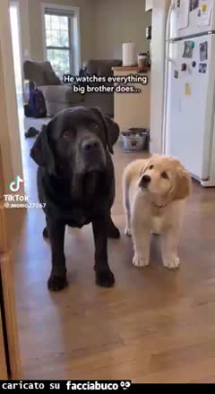 Gif Animata
