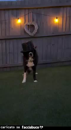 Gif Animata