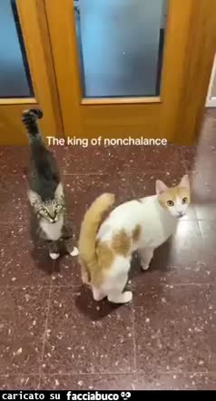 Gif Animata
