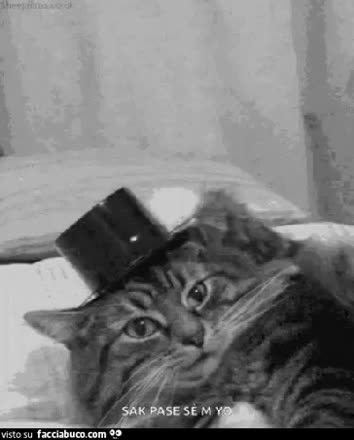gif animata