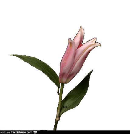 gif animata
