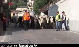 Transumanza vacche