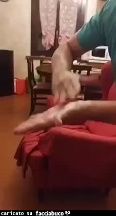 gif animata
