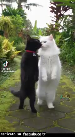 Gif Animata