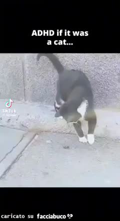 Gif Animata