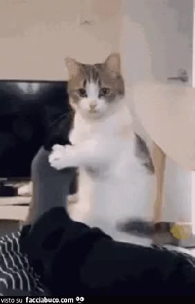 Gif Animata