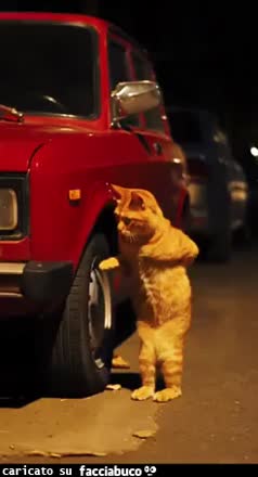 gif animata