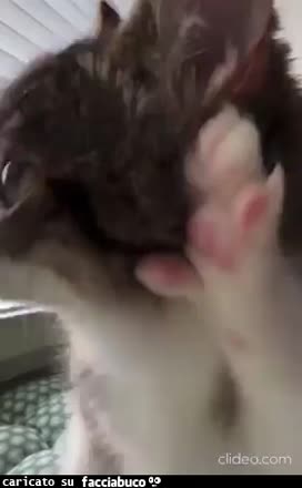 gif animata