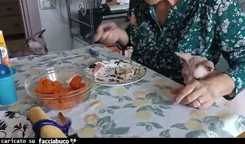 Gif Animata