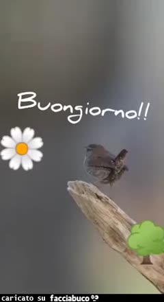 Gif Animata